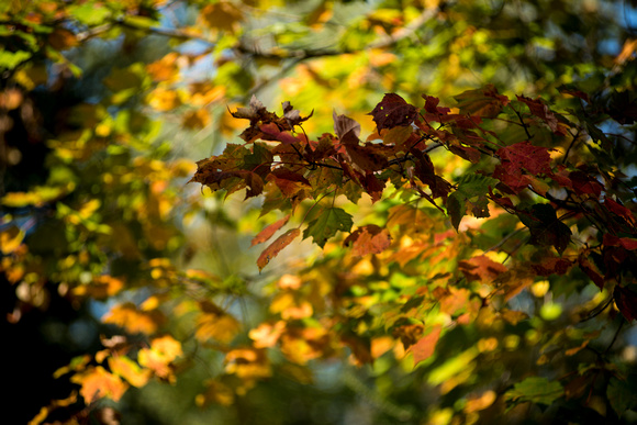 DSC_4335