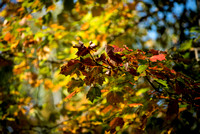 DSC_4336